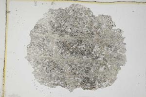 Plane Polarized, S8159