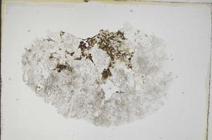Plane Polarized, S8172