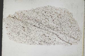 Plane Polarized, S8197