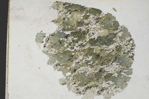 Plane Polarized, S8199