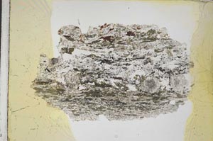 Plane Polarized, S8205