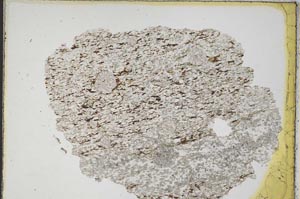 Plane Polarized, S8208