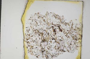 Plane Polarized, S8209