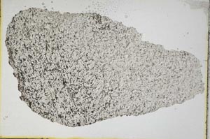 Plane Polarized, S8245