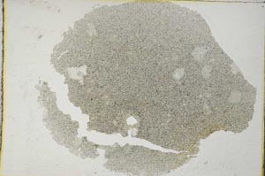 Plane Polarized, S8288