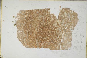 Plane Polarized, S8294