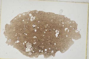 Plane Polarized, S8297