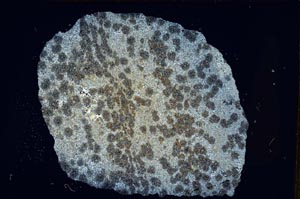 Cross Polarized, S8298