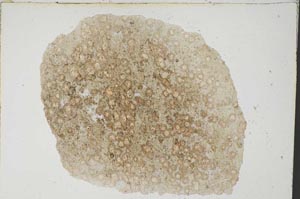 Plane Polarized, S8298