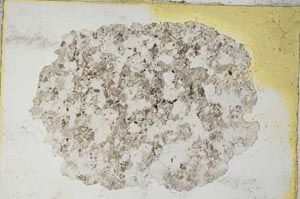 Plane Polarized, S8300