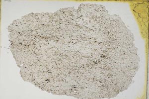 Plane Polarized, S8308