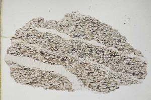 Plane Polarized, S8309