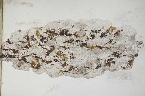 Plane Polarized, S8312