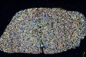 Cross Polarized, S8320