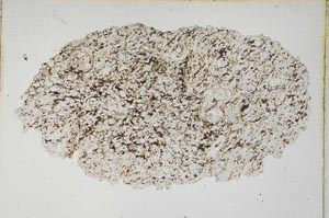 Plane Polarized, S8323