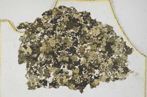 Plane Polarized, S8325