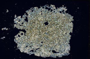 Cross Polarized, S8355