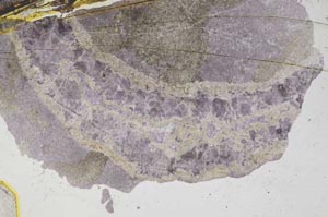 Plane Polarized, S8361