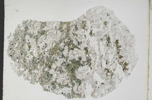 Plane Polarized, S8371