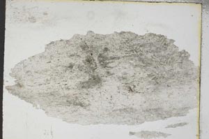 Plane Polarized, S8433