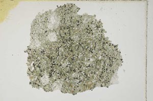 Plane Polarized, S8443