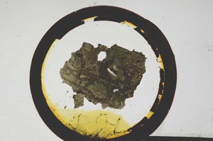 Plane Polarized, S111