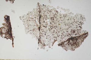 Plane Polarized, S165