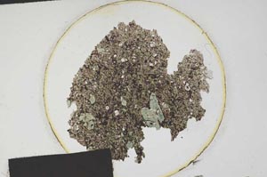 Plane Polarized, S175