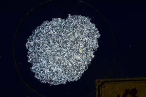 Cross Polarized, S195