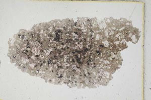 Plane Polarized, S229