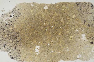 Plane Polarized, S8490