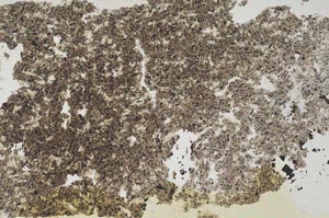 Plane Polarized, S8491