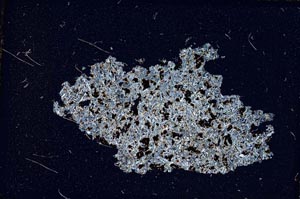 Cross Polarized, S8493