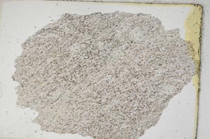 Plane Polarized, S8525