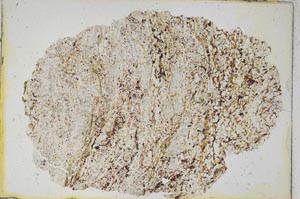 Plane Polarized, S8556