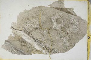 Plane Polarized, S8574