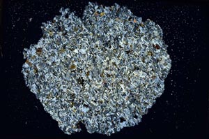 Cross Polarized, S8575