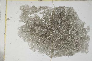 Plane Polarized, S8588