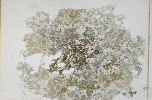Plane Polarized, S8621
