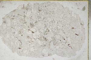 Plane Polarized, S8629