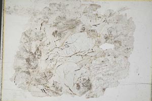 Plane Polarized, S8630