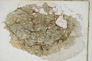 Plane Polarized, S8651