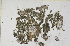 Plane Polarized, S8656