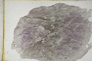 Plane Polarized, S8682