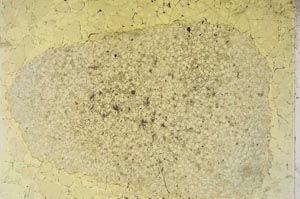 Plane Polarized, S8685