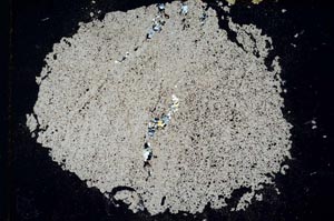 Cross Polarized, S8686