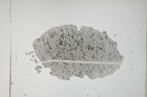 Plane Polarized, S8689