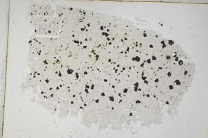 Plane Polarized, S8737