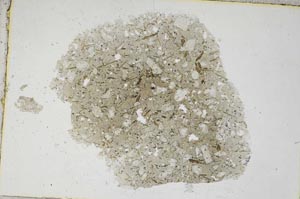 Plane Polarized, S8748