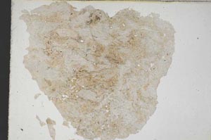 Plane Polarized, S8755